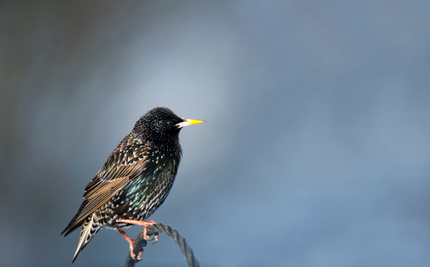 Starling